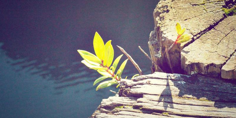 米姆谈：解码社交媒体时代的数字迷因与文化基因