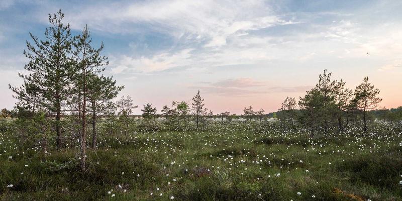 迷因与心理健康：网络热梗如何在兴趣社区中成为年轻人情绪宣泄与互助的载体