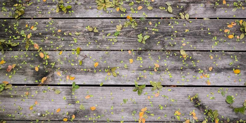 迷因与论坛：解码社交平台上草根政治表达的新形态与隐喻抗争